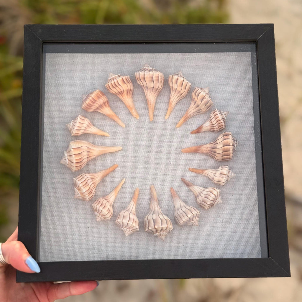 9x9 Sanibel Shell Lightening Whelk Shadow Box. seashells / wall decor / bathroom decor