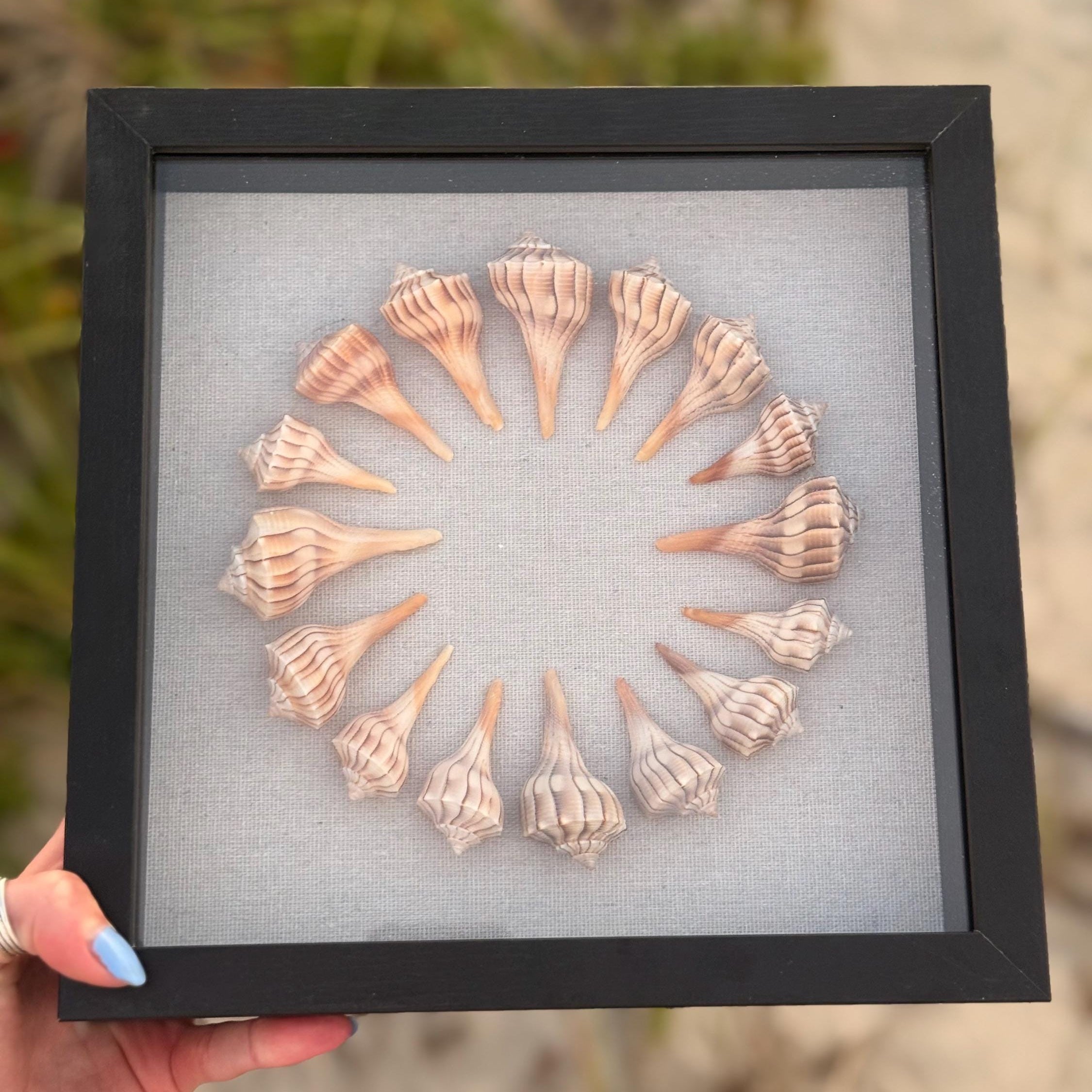 9x9 Sanibel Shell Lightening Whelk Shadow Box. seashells / wall decor / bathroom decor