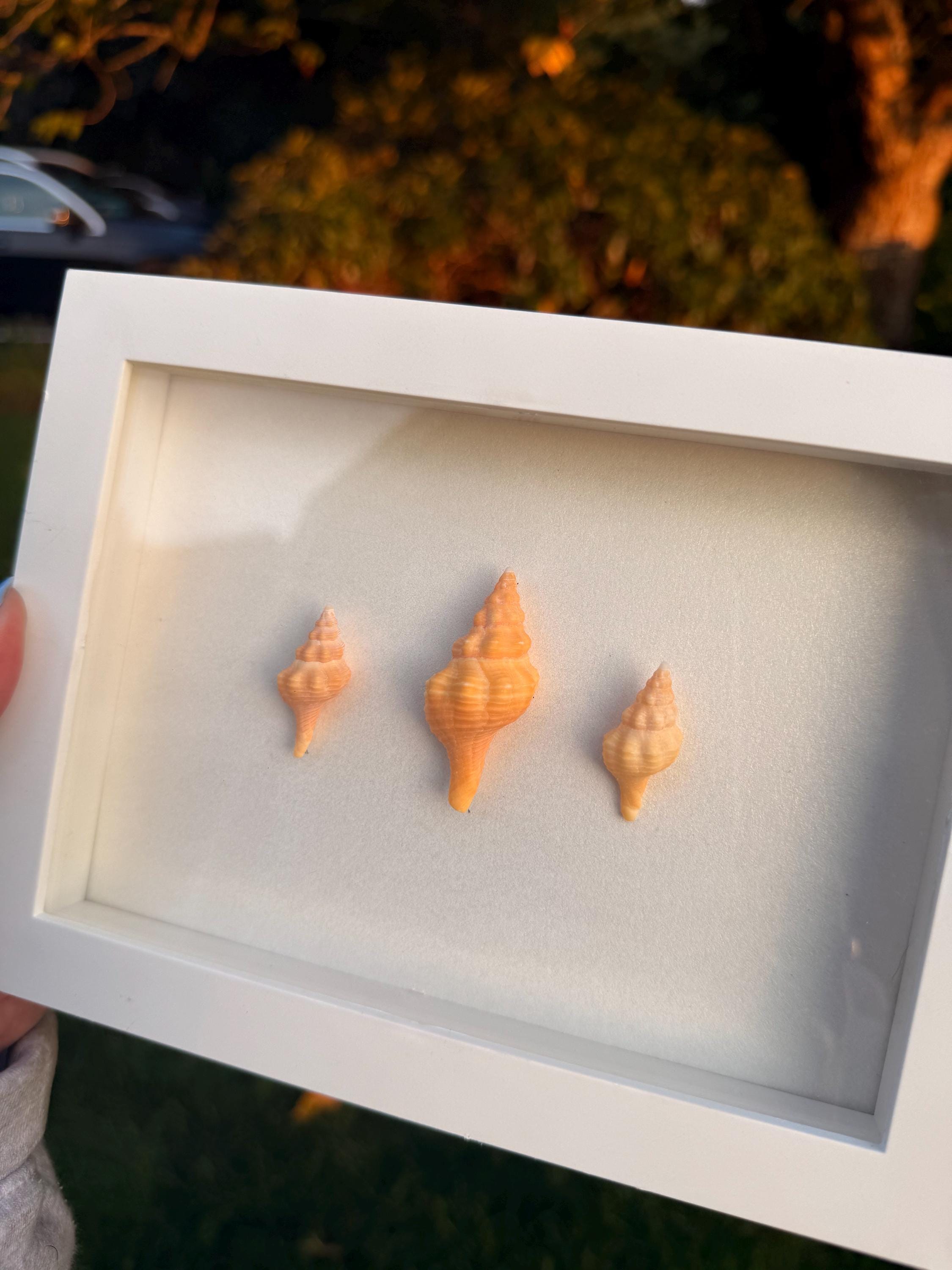 Mini Horse Conch Trio