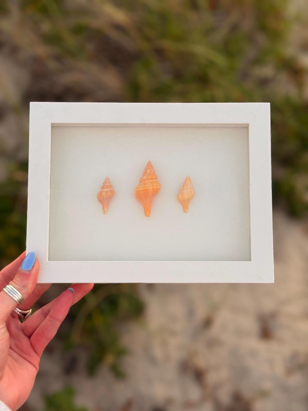 Mini Horse Conch Trio