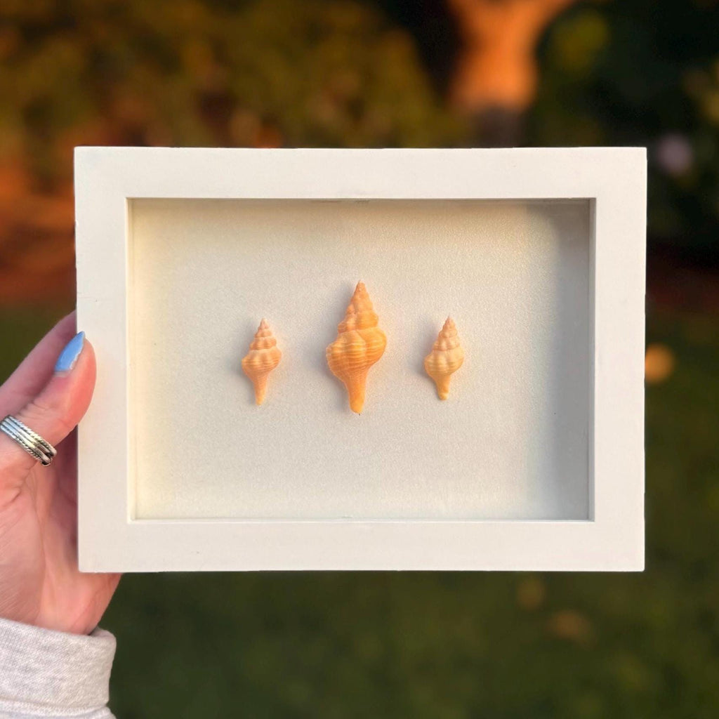 Mini Horse Conch Trio