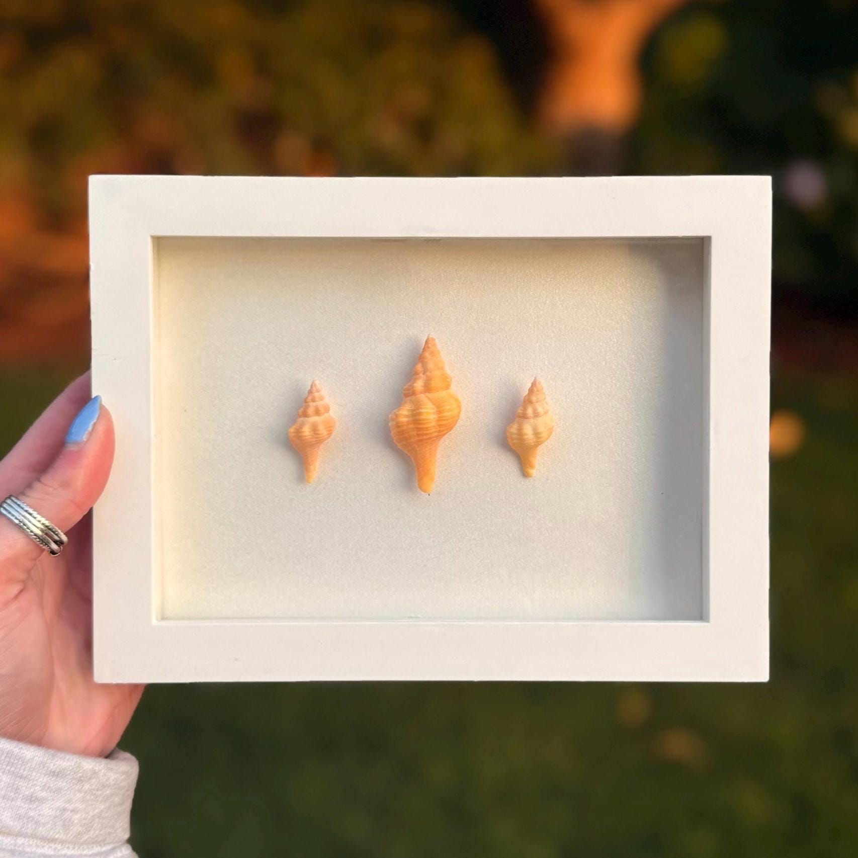 Mini Horse Conch Trio