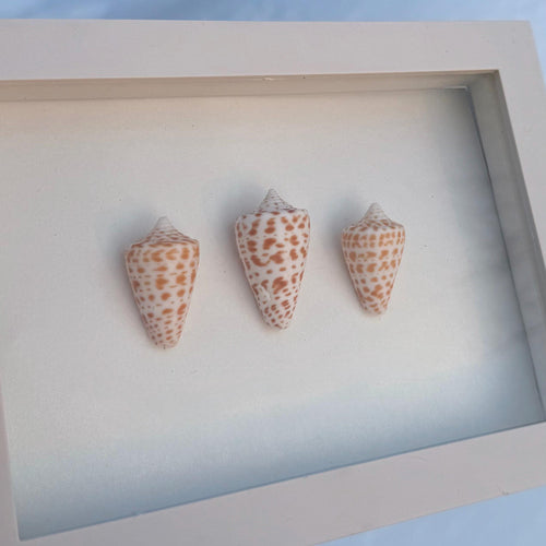 Alphabet Cone Shell Trio – Coastal Wall Art