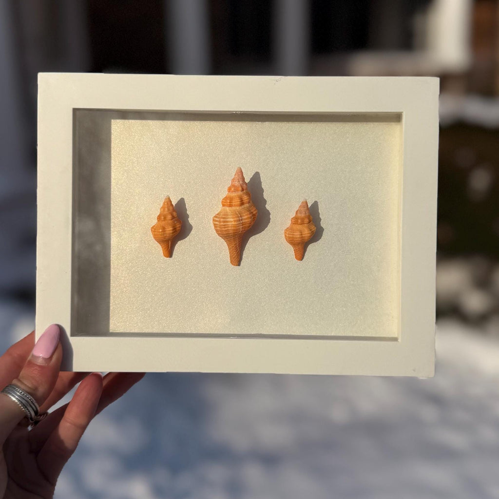 Handcrafted Mini Shell Shadow Box – Orange Horse Conch Shell Trio