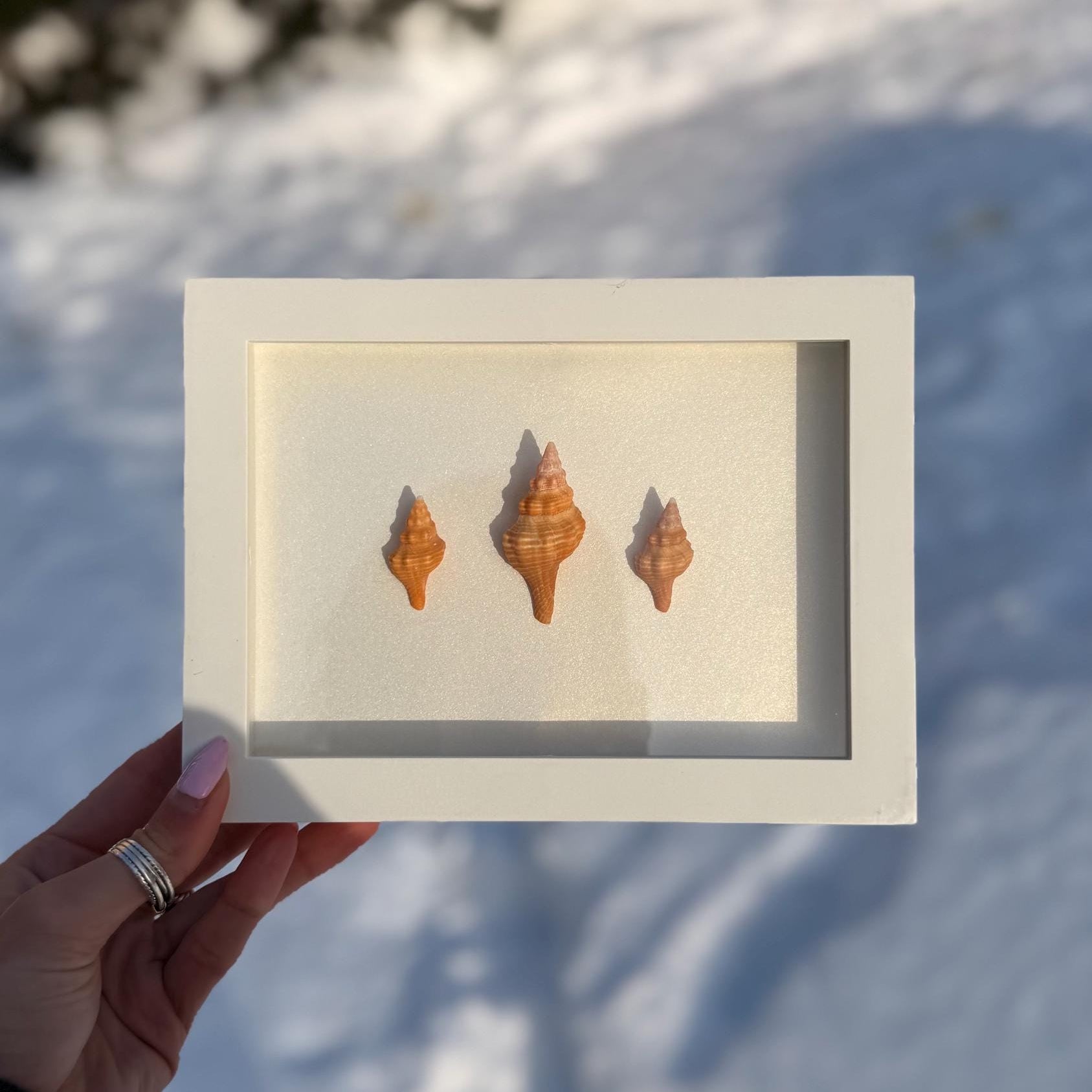 Handcrafted Mini Shell Shadow Box – Orange Horse Conch Shell Trio