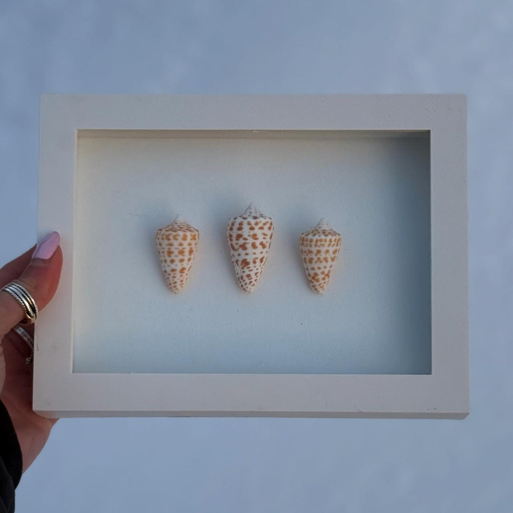 Alphabet Cone Shell Trio – Coastal Wall Art