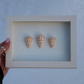 Alphabet Cone Shell Trio – Coastal Wall Art