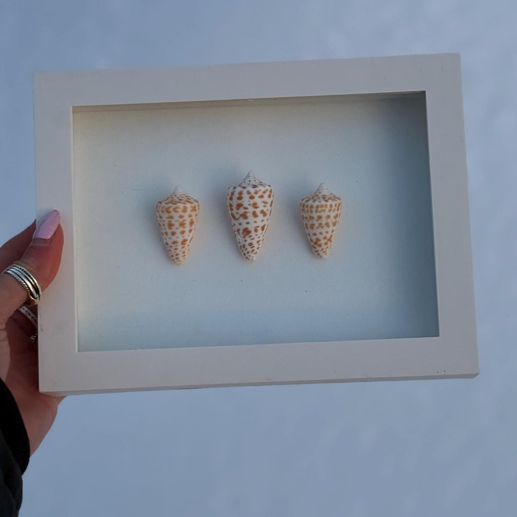 Alphabet Cone Shell Trio – Coastal Wall Art