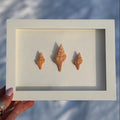 Handcrafted Mini Shell Shadow Box – Orange Horse Conch Shell Trio