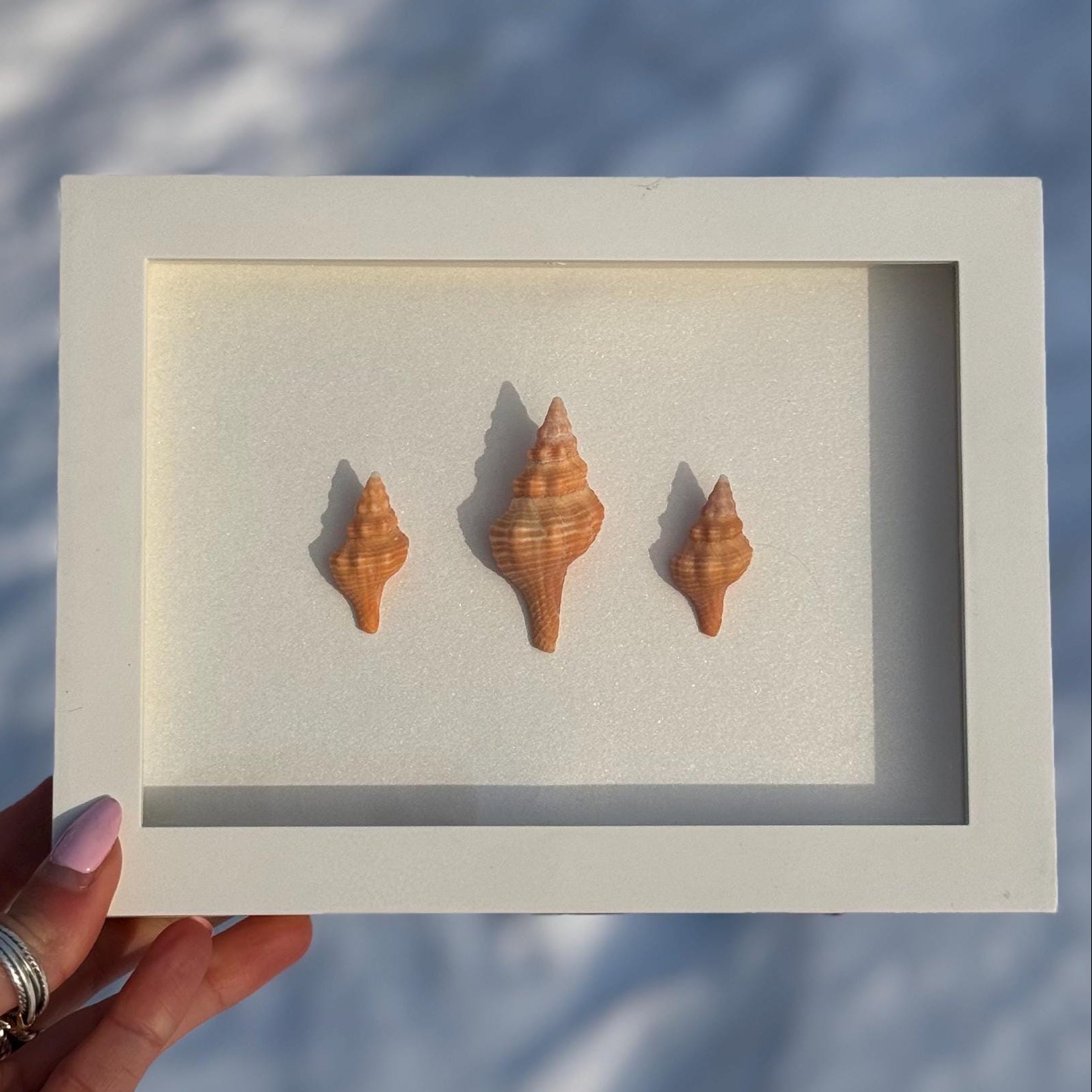Handcrafted Mini Shell Shadow Box – Orange Horse Conch Shell Trio