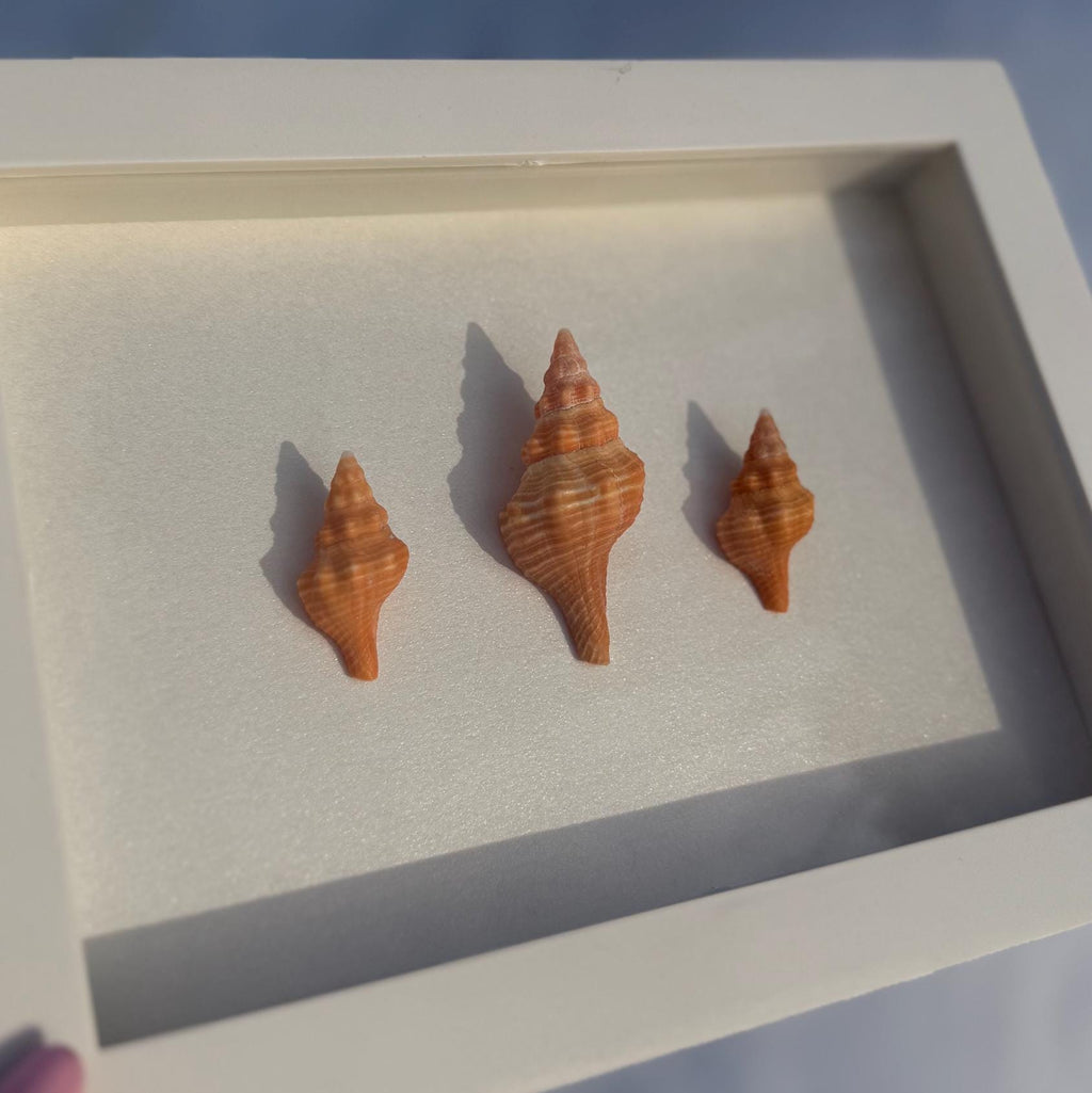 Three orange horse conch shell displayed in a white box against a snowy background