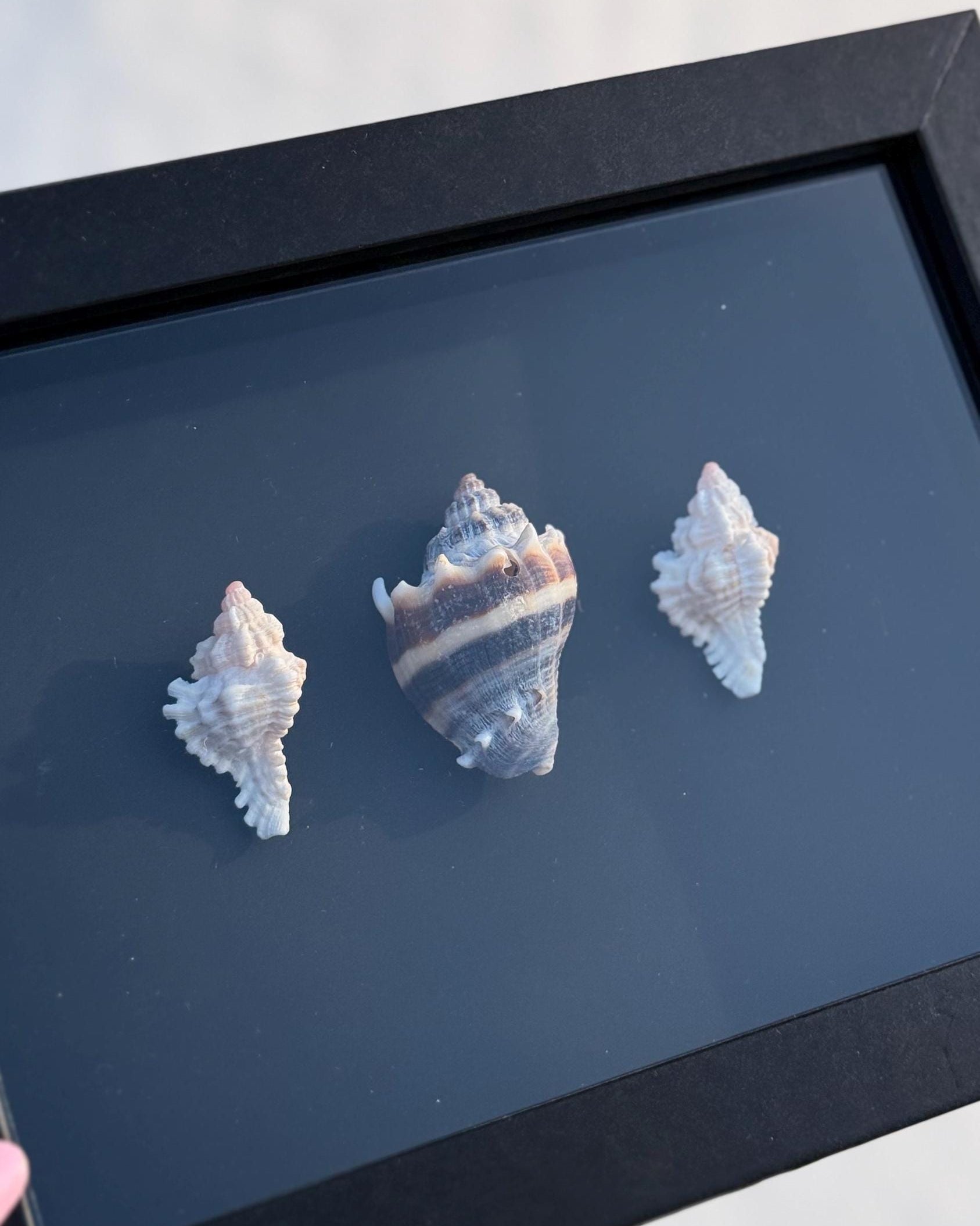 Black & White Shell Shadow Box – Handcrafted Coastal Wall Art