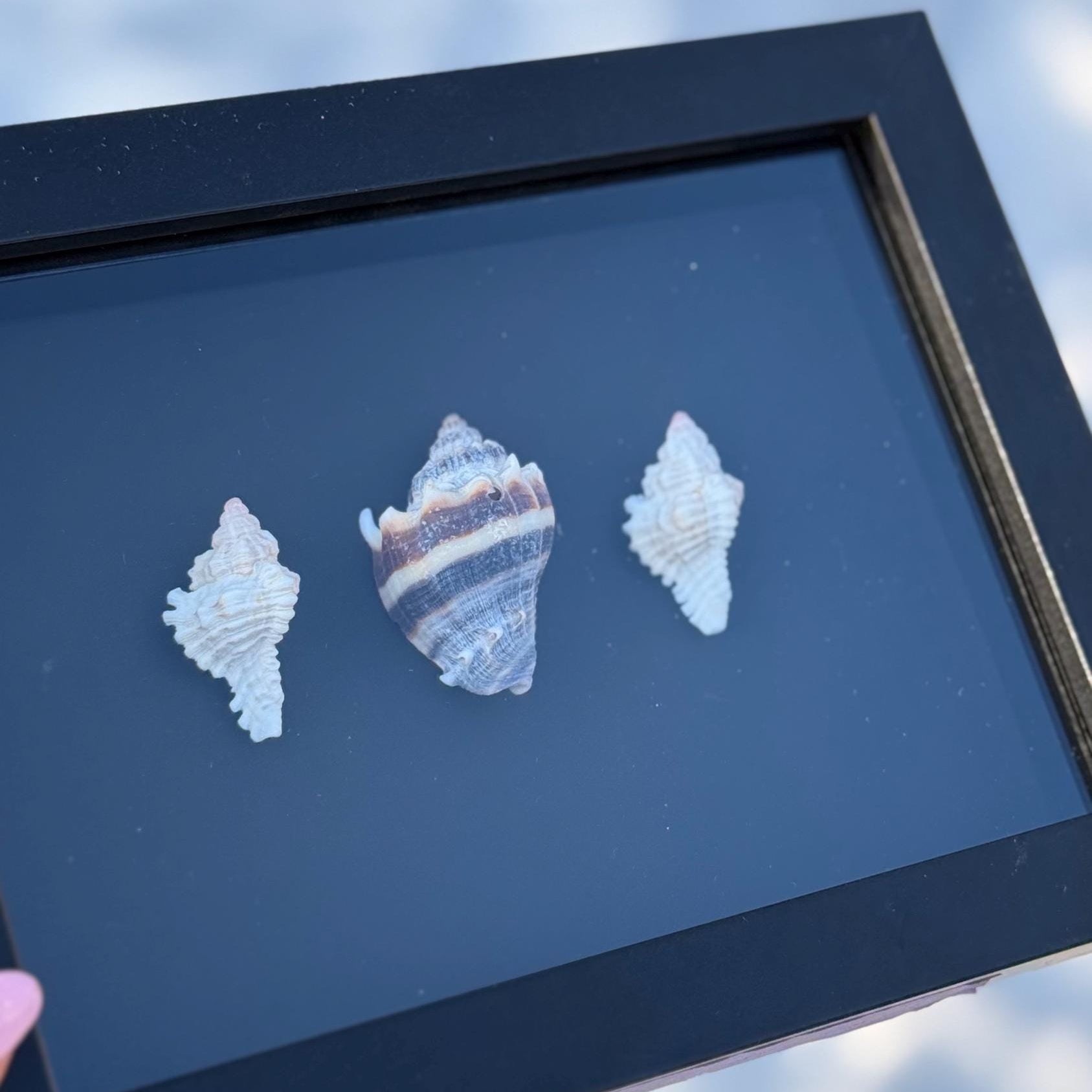 Black & White Shell Shadow Box – Handcrafted Coastal Wall Art