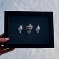 Black & White Shell Shadow Box – Handcrafted Coastal Wall Art
