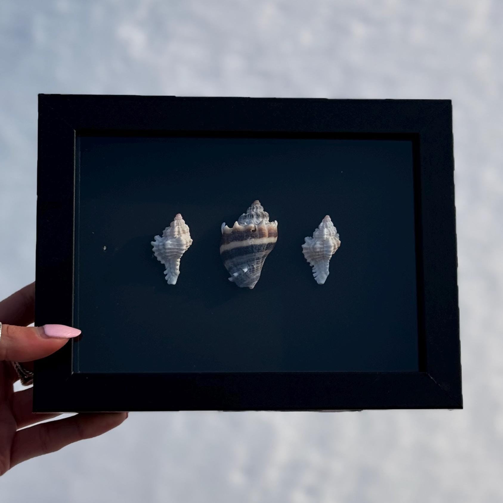 Black & White Shell Shadow Box – Handcrafted Coastal Wall Art