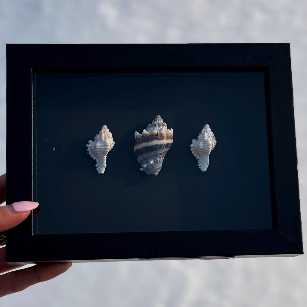 Black & White Shell Shadow Box – Handcrafted Coastal Wall Art