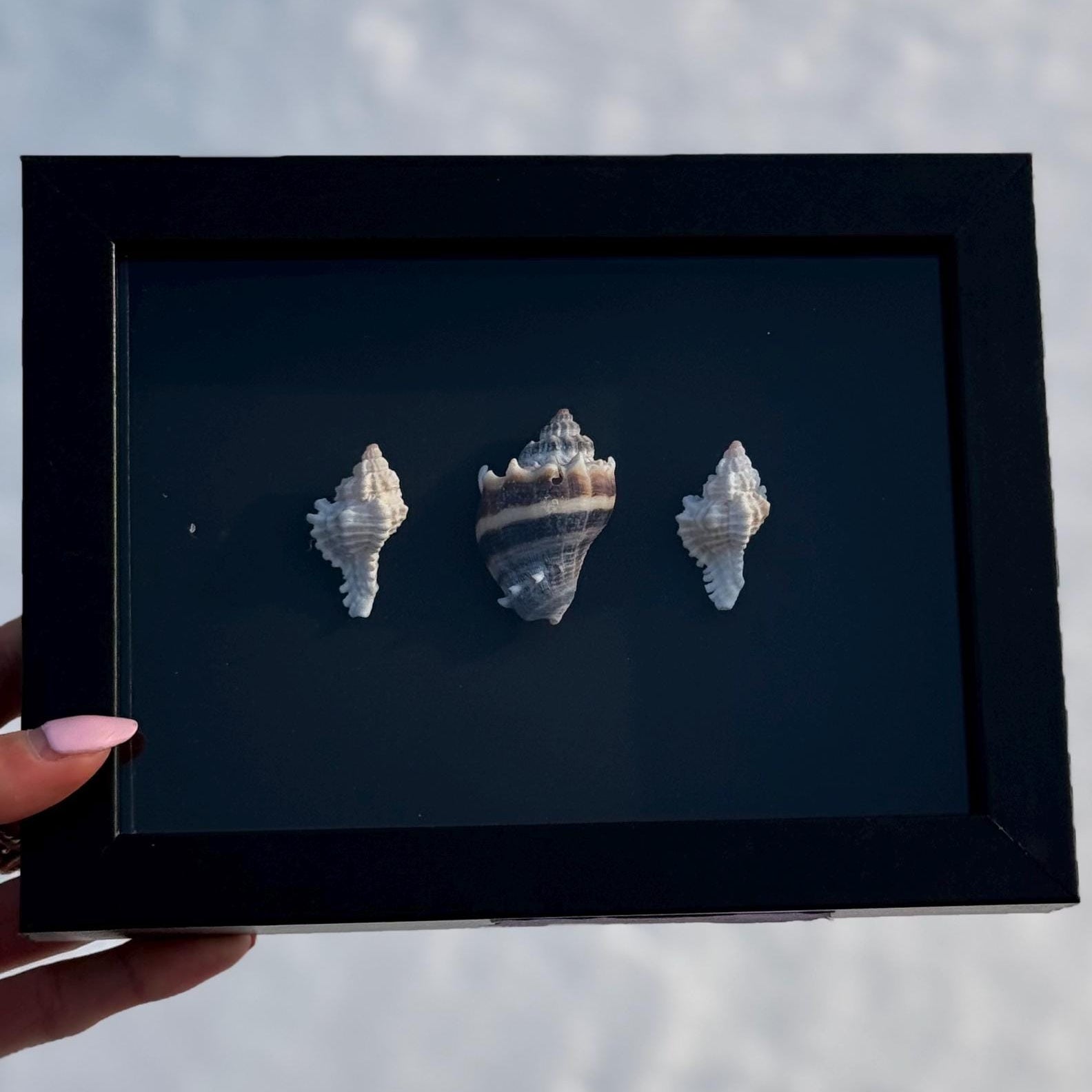 Black & White Shell Shadow Box – Handcrafted Coastal Wall Art
