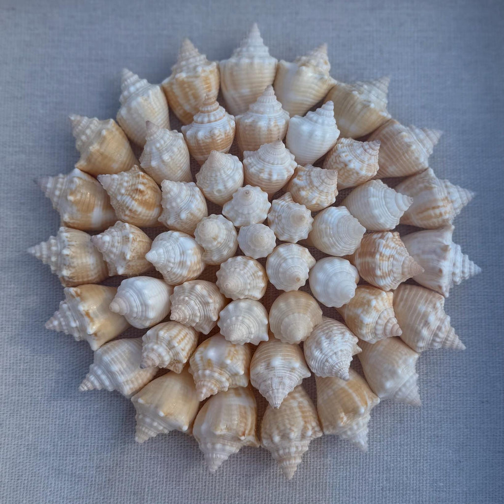Framed arrangement of seashells in a circular pattern on a light background