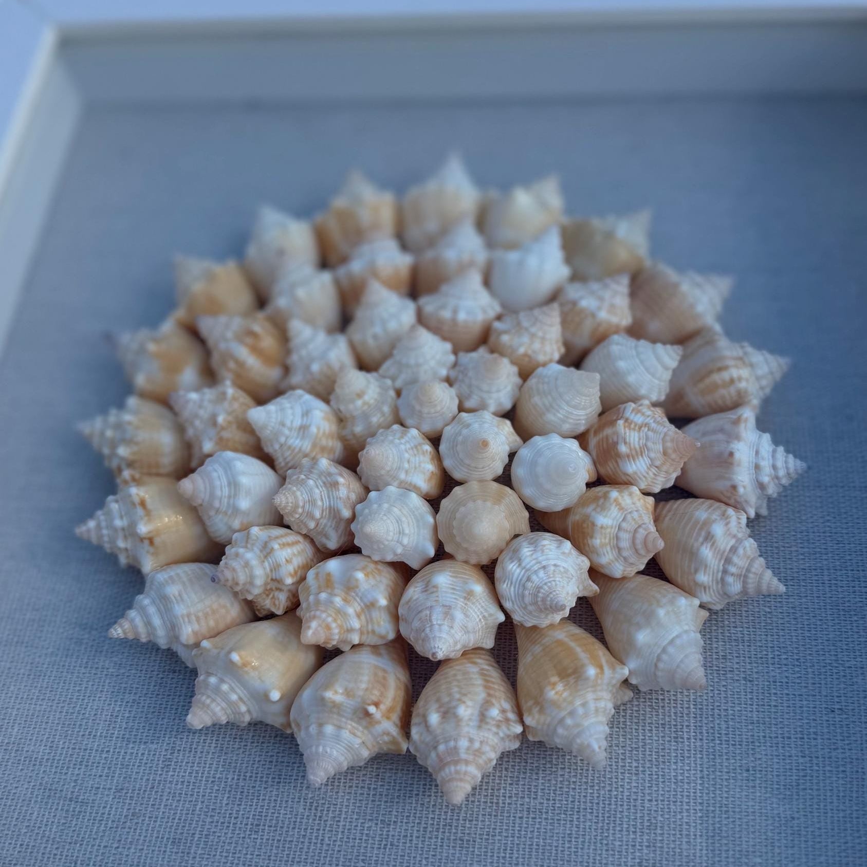 Seashell Shadowbox - Authentic Sanibel Shells