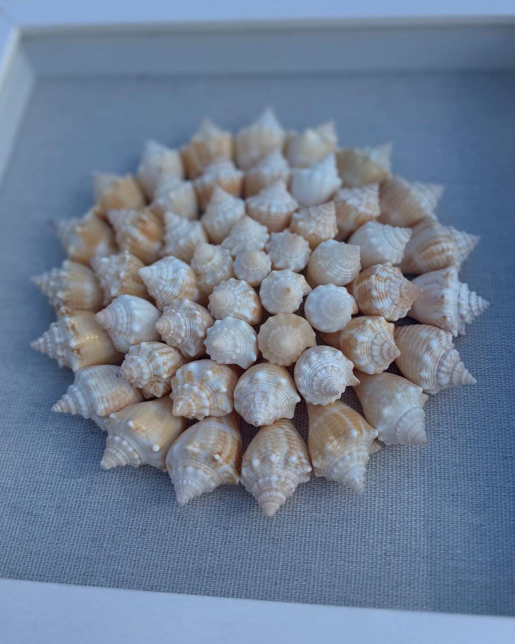 Juvenile conch shells arranged in pinwheel pattern with a linen background in a white square shadowbox frame