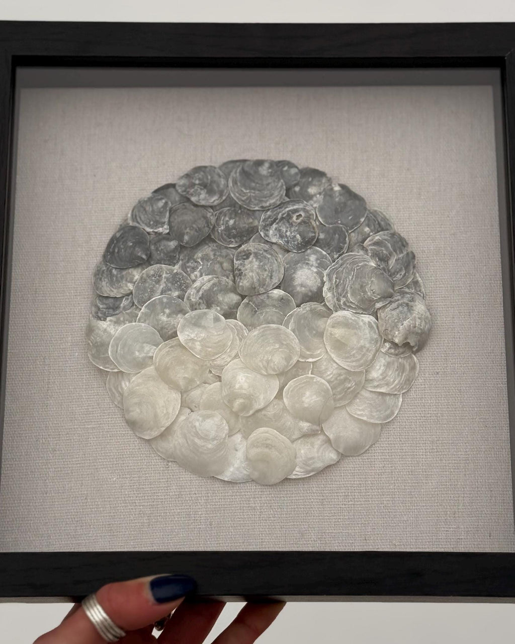 Ombre Seashell Shadowbox - Authentic Sanibel Island Jingle Shells (Capiz) | Black & White Gradient