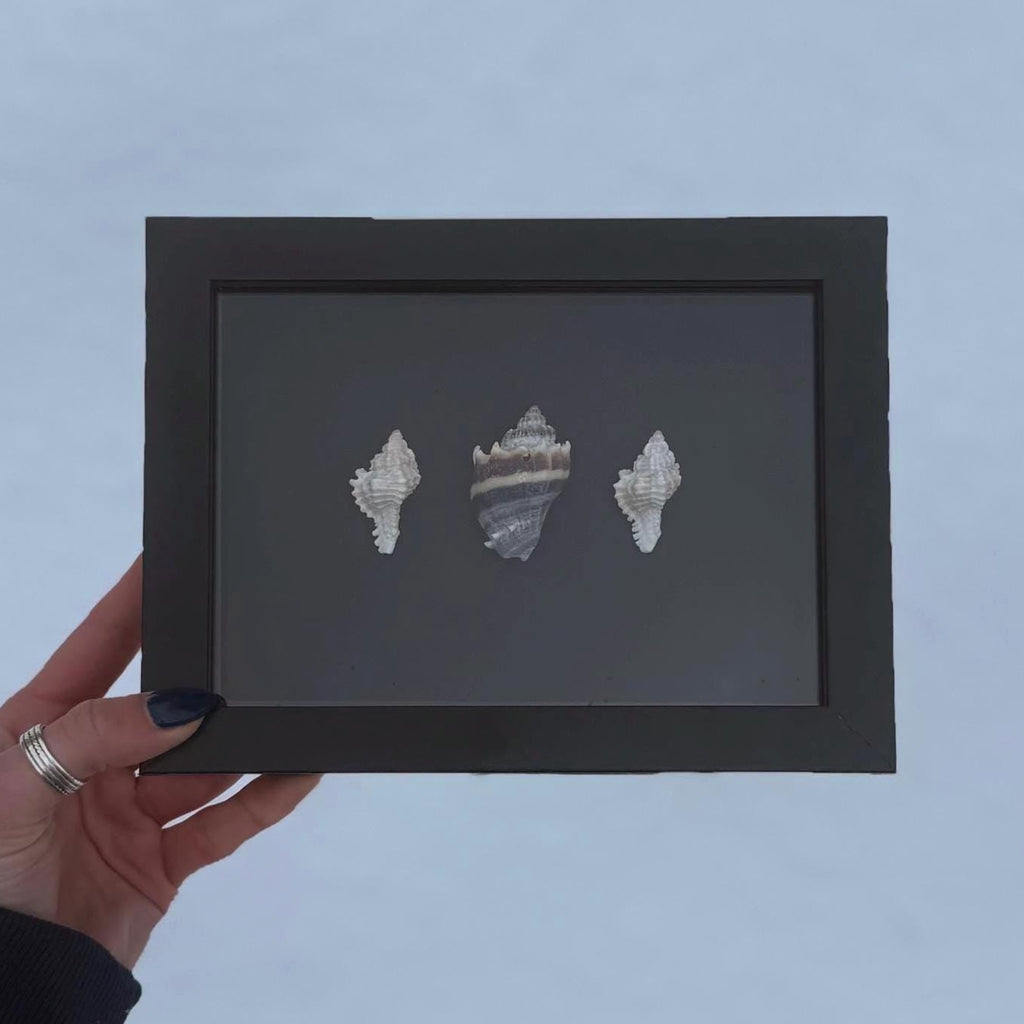 Black & White Shell Shadow Box – Handcrafted Coastal Wall Art