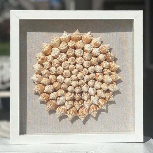 75+ Juvenile conch shells arranged in pinwheel pattern with a linen background in a white square shadowbox frame