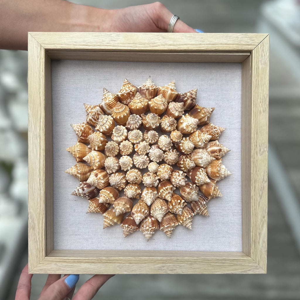 75+ Sanibel Island Fighting Conch Shell Spiral | Seashell Shadowbox