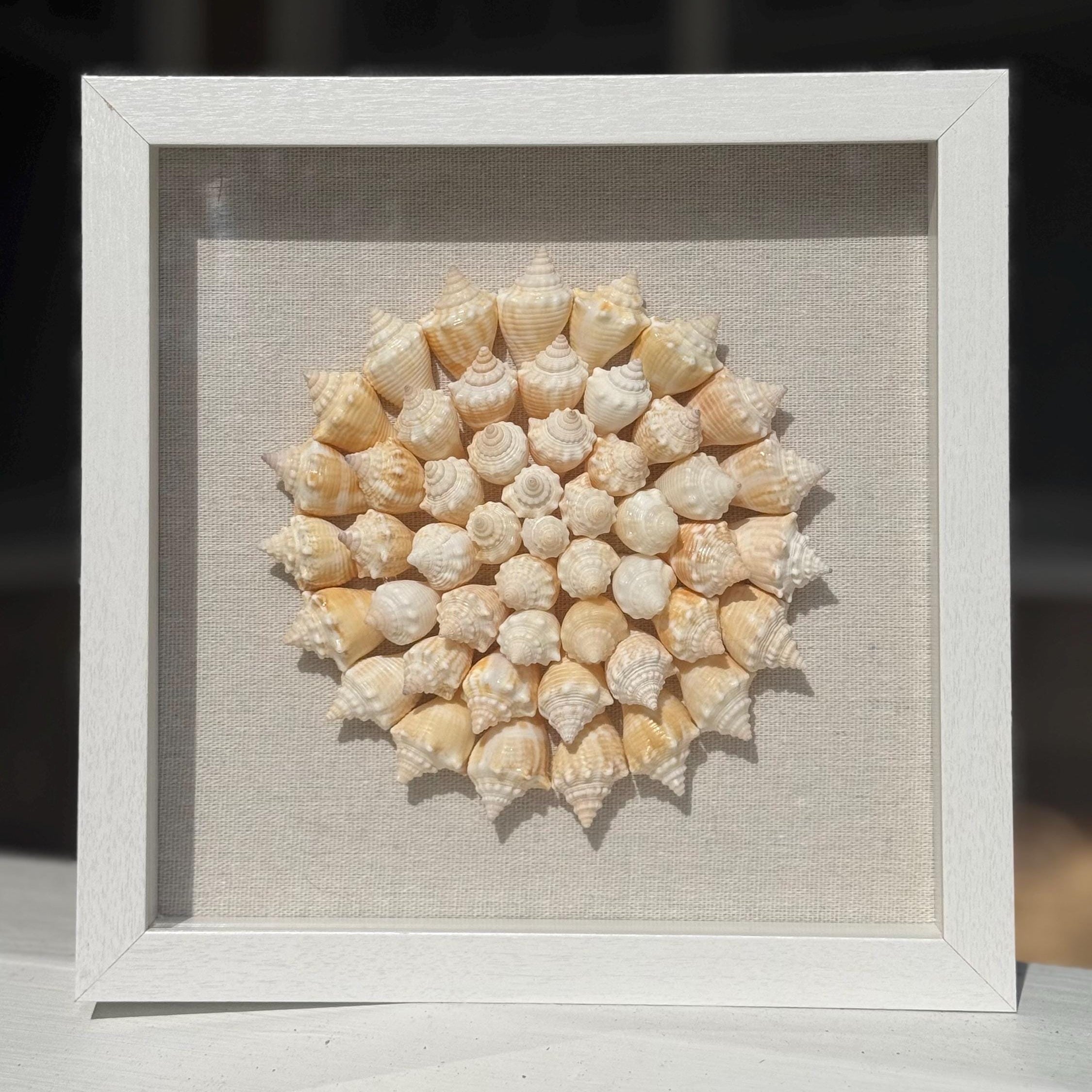 Juvenile conch shells arranged in pinwheel pattern with a linen background in a white square shadowbox frame
