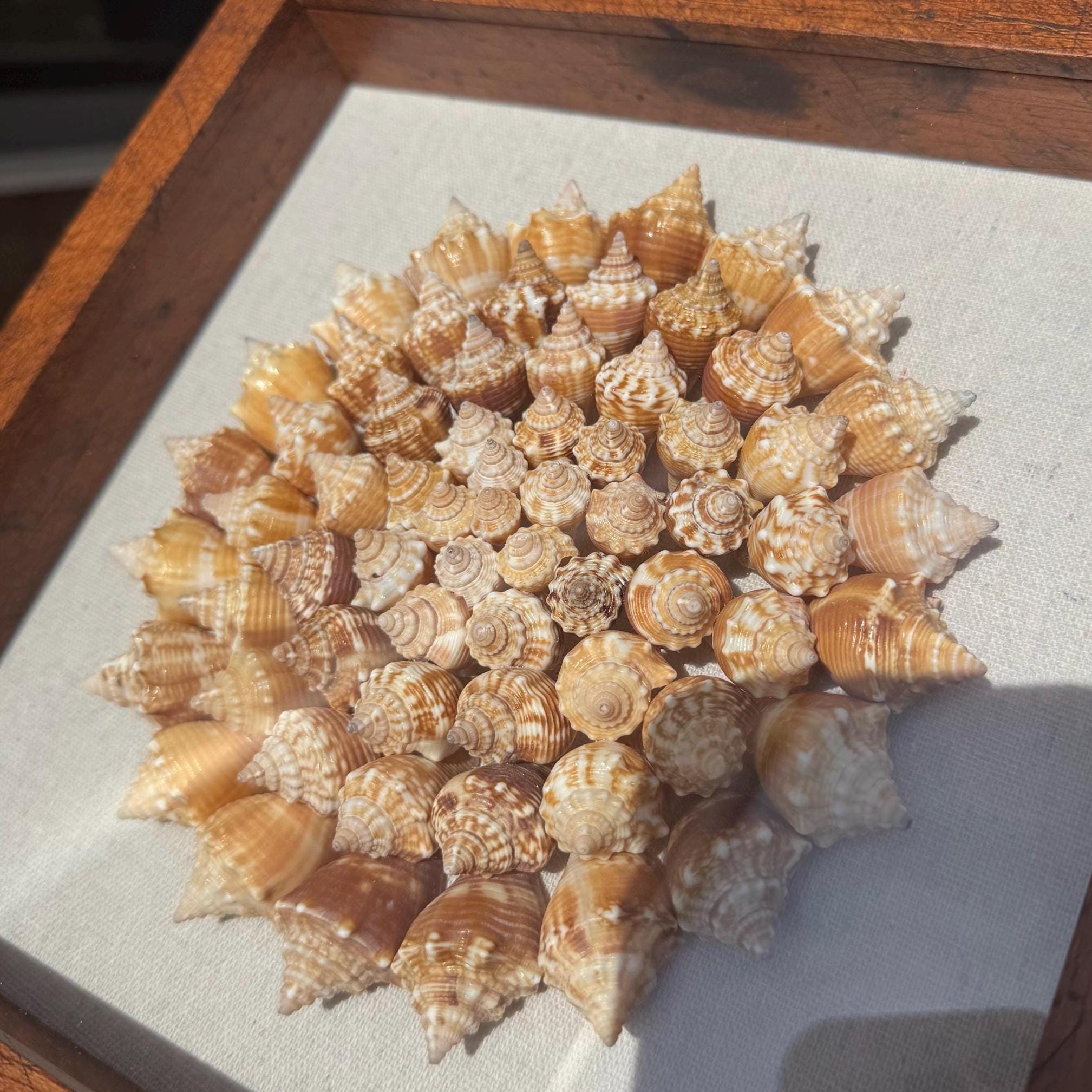 Collection of seashells arranged in a circular pattern on a textured surface with a wooden frame.