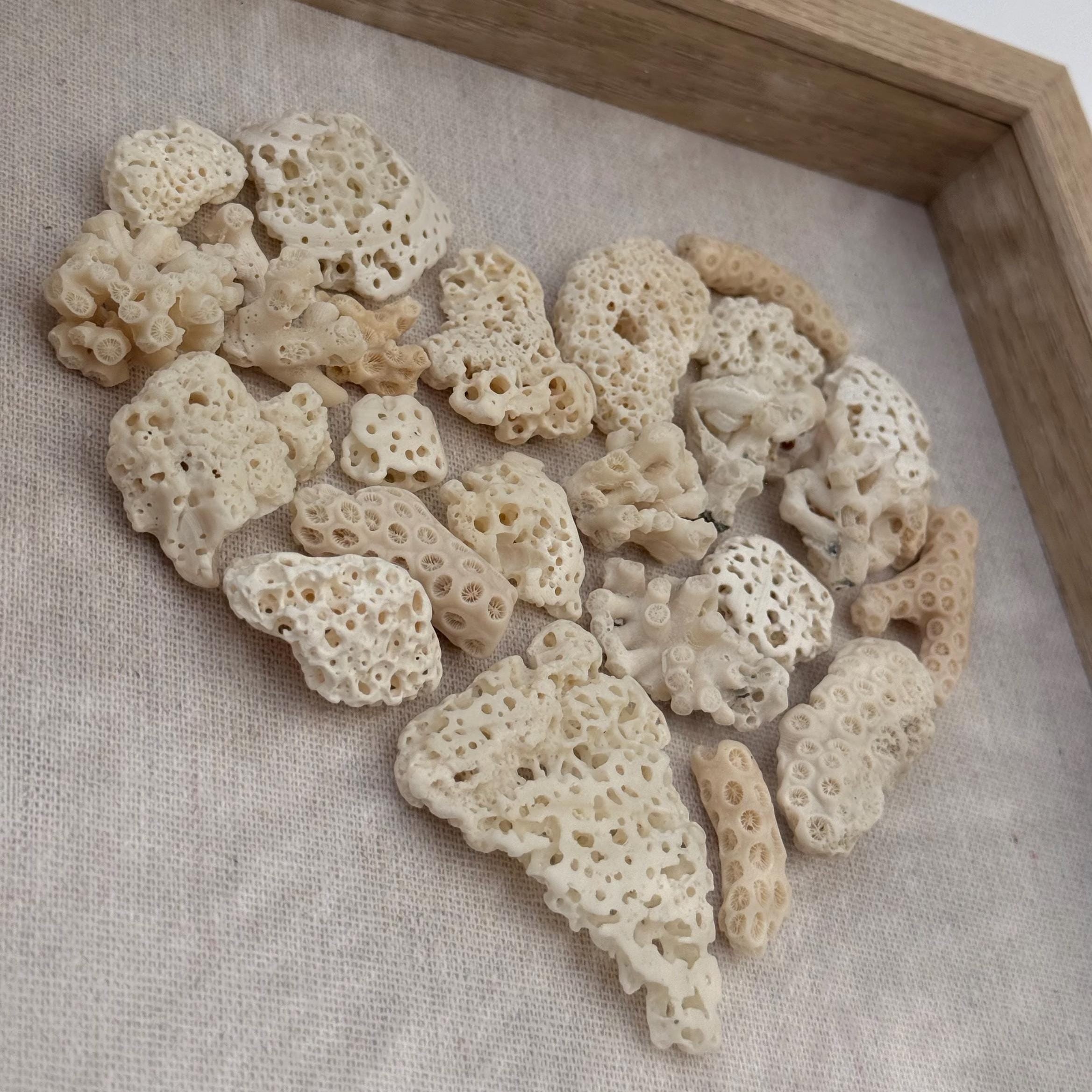 Coral pieces on a beige fabric background with a wooden frame.
