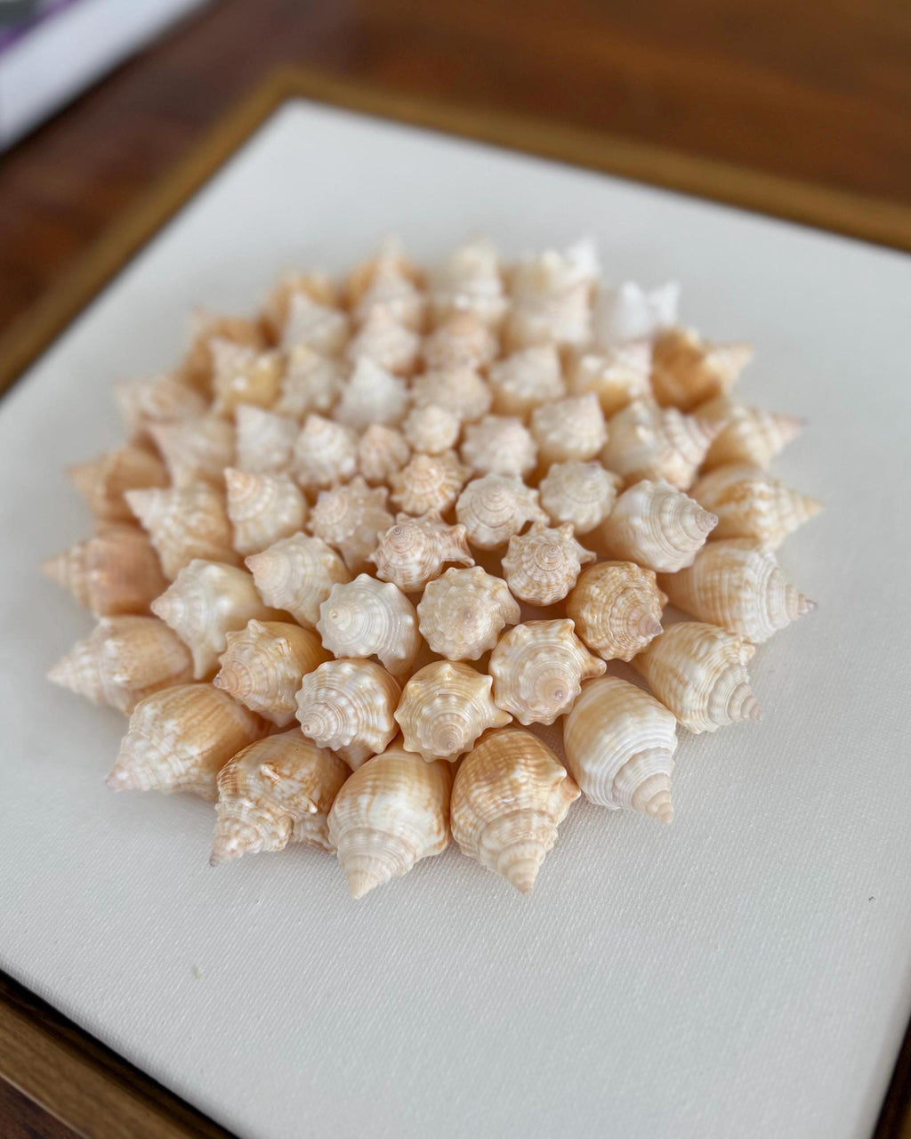 Handmade Shell Flower | 50+ Authentic Sanibel Island Conch Shells