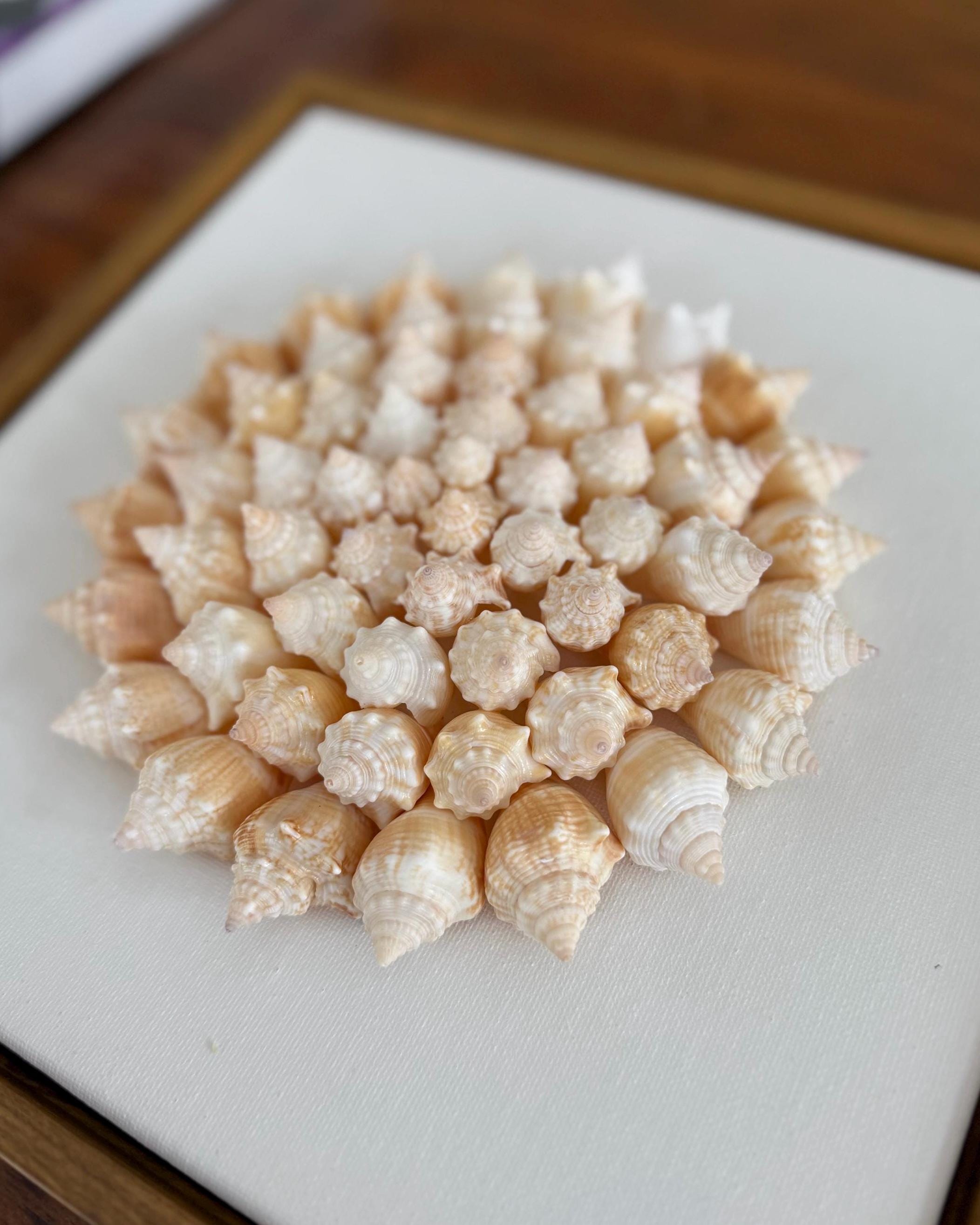 Handmade Shell Flower | 50+ Authentic Sanibel Island Conch Shells