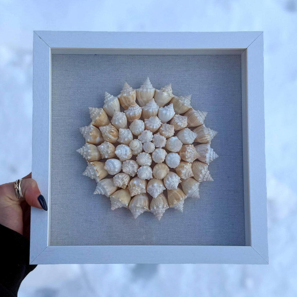 Seashell Shadowbox - Authentic Sanibel Shells