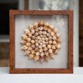 55+ Juvenile conch shells arranged in pinwheel pattern with a linen background in a dark wood square shadowbox frame