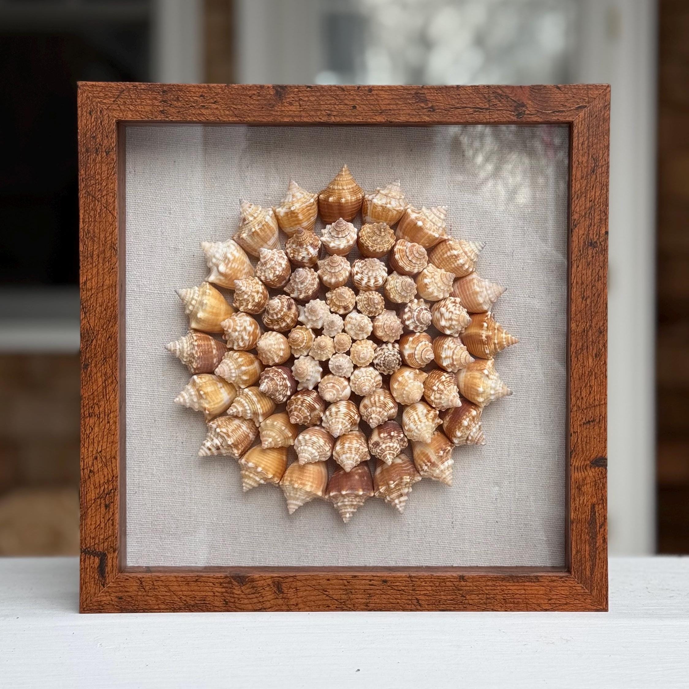 55+ Juvenile conch shells arranged in pinwheel pattern with a linen background in a dark wood square shadowbox frame