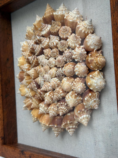 Collection of seashells arranged in a circular pattern on a gray background, framed in wood.