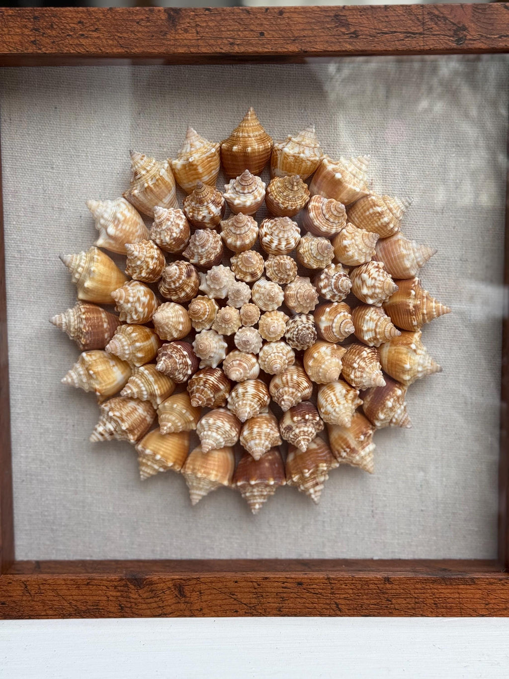 Framed arrangement of seashells in a circular pattern on a gray background