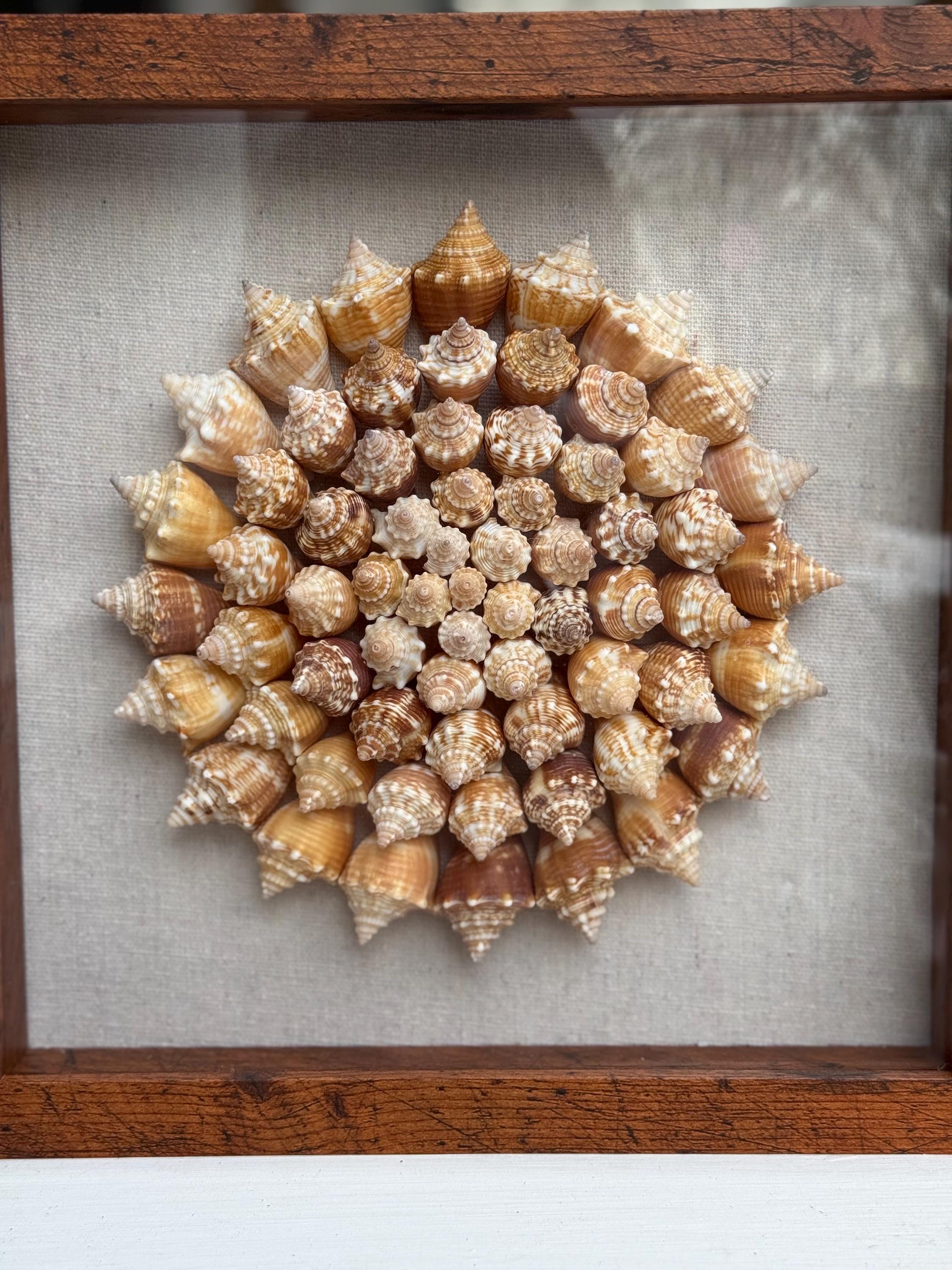 Framed arrangement of seashells in a circular pattern on a gray background