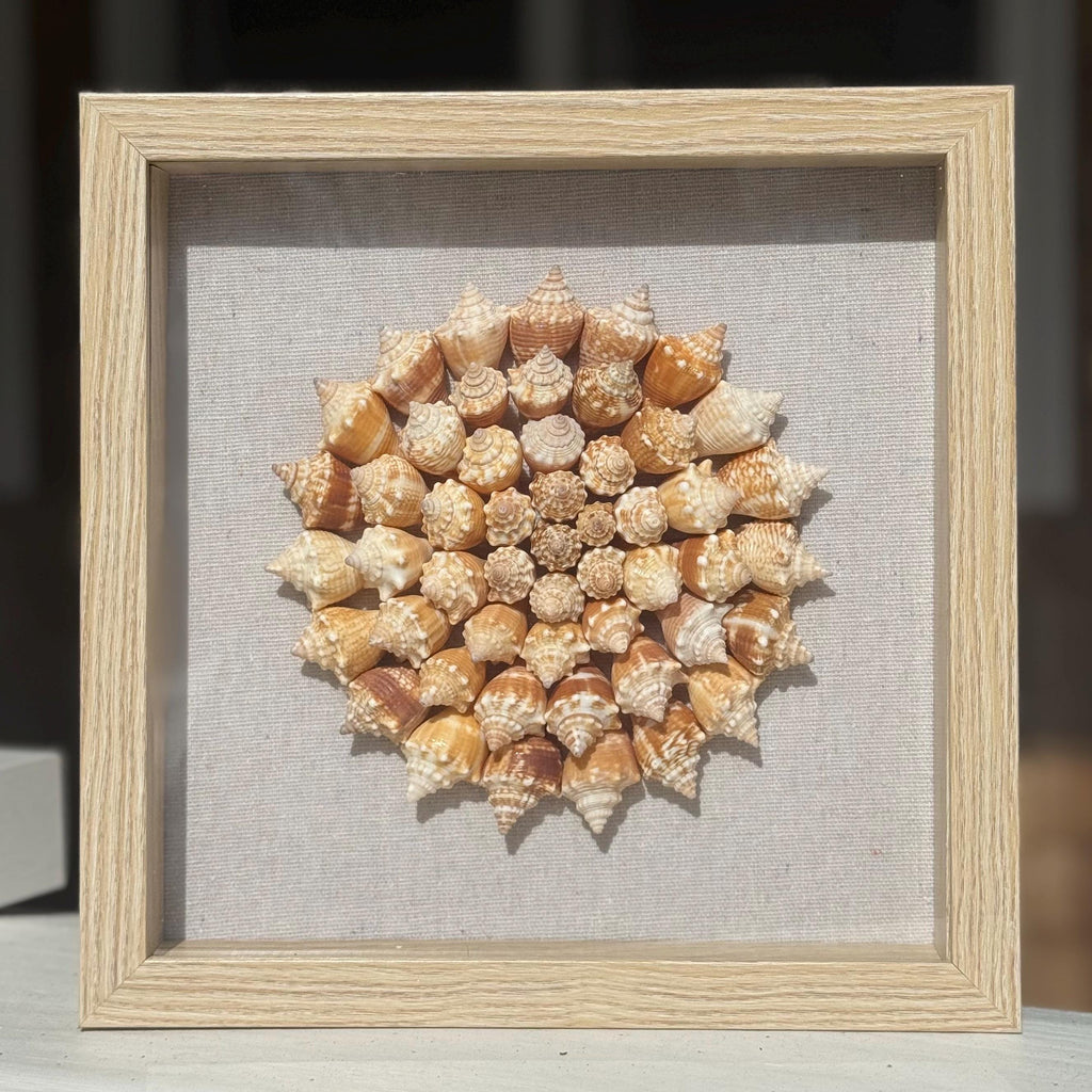 Seashell Shadowbox- 75+ Authentic Sanibel Island Conch shells