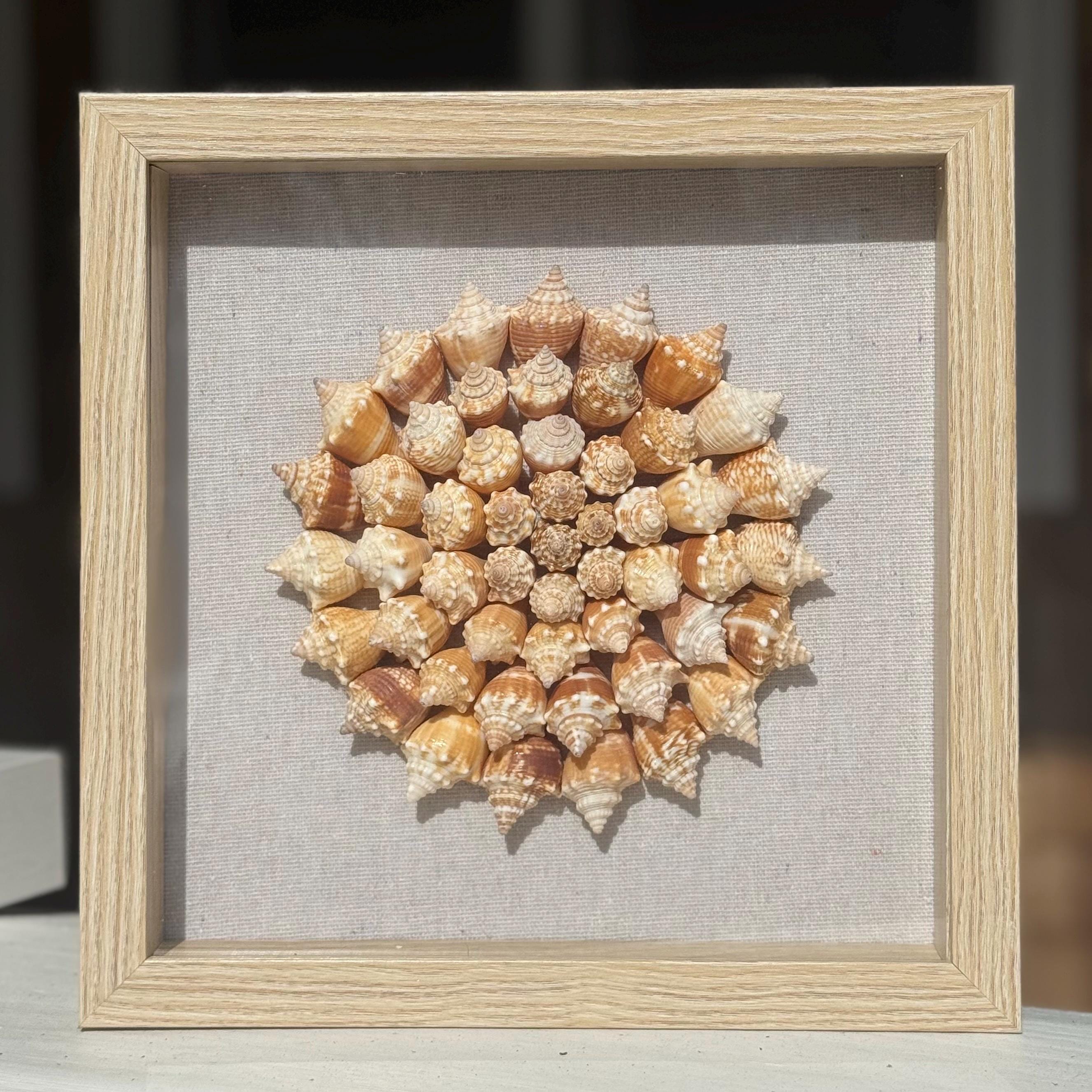 Seashell Shadowbox- 75+ Authentic Sanibel Island Conch shells