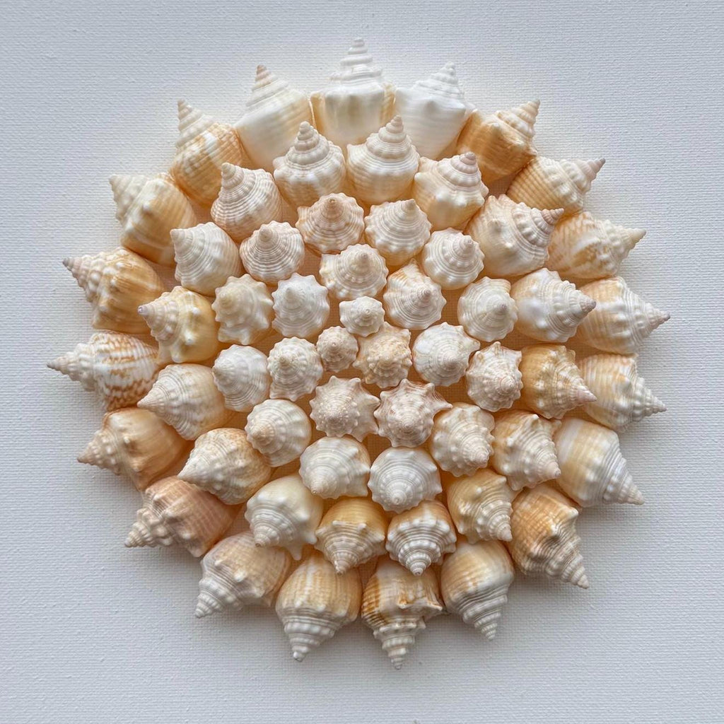 Handmade Shell Flower | 50+ Authentic Sanibel Island Conch Shells
