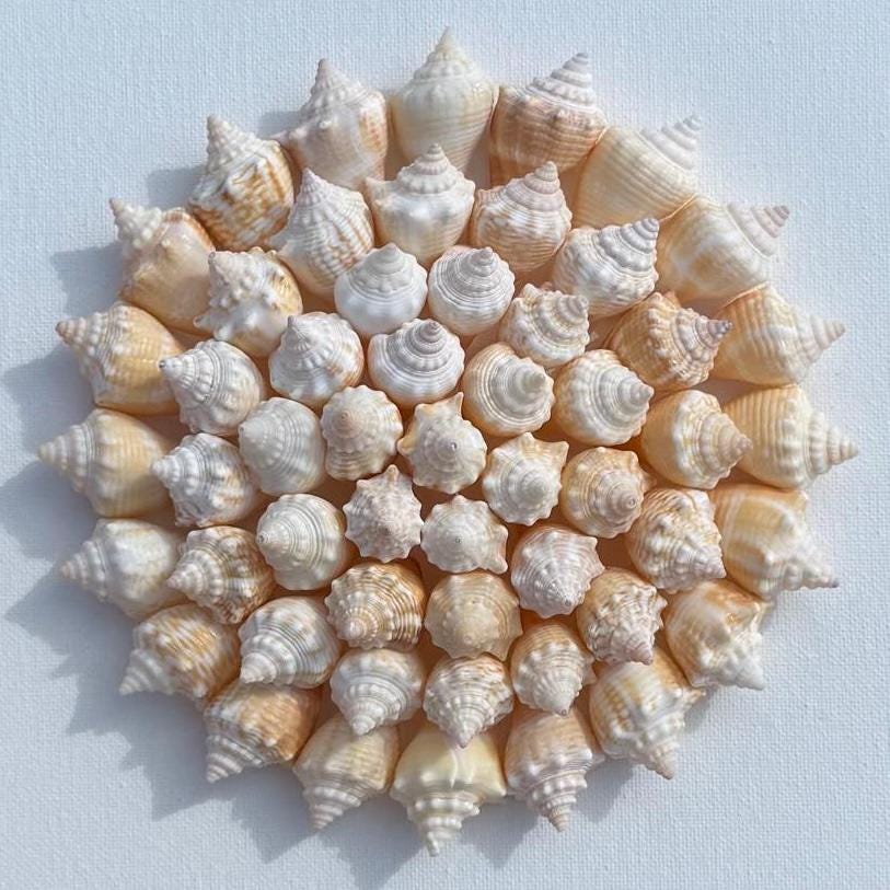 Circular arrangement of seashells on a light blue background