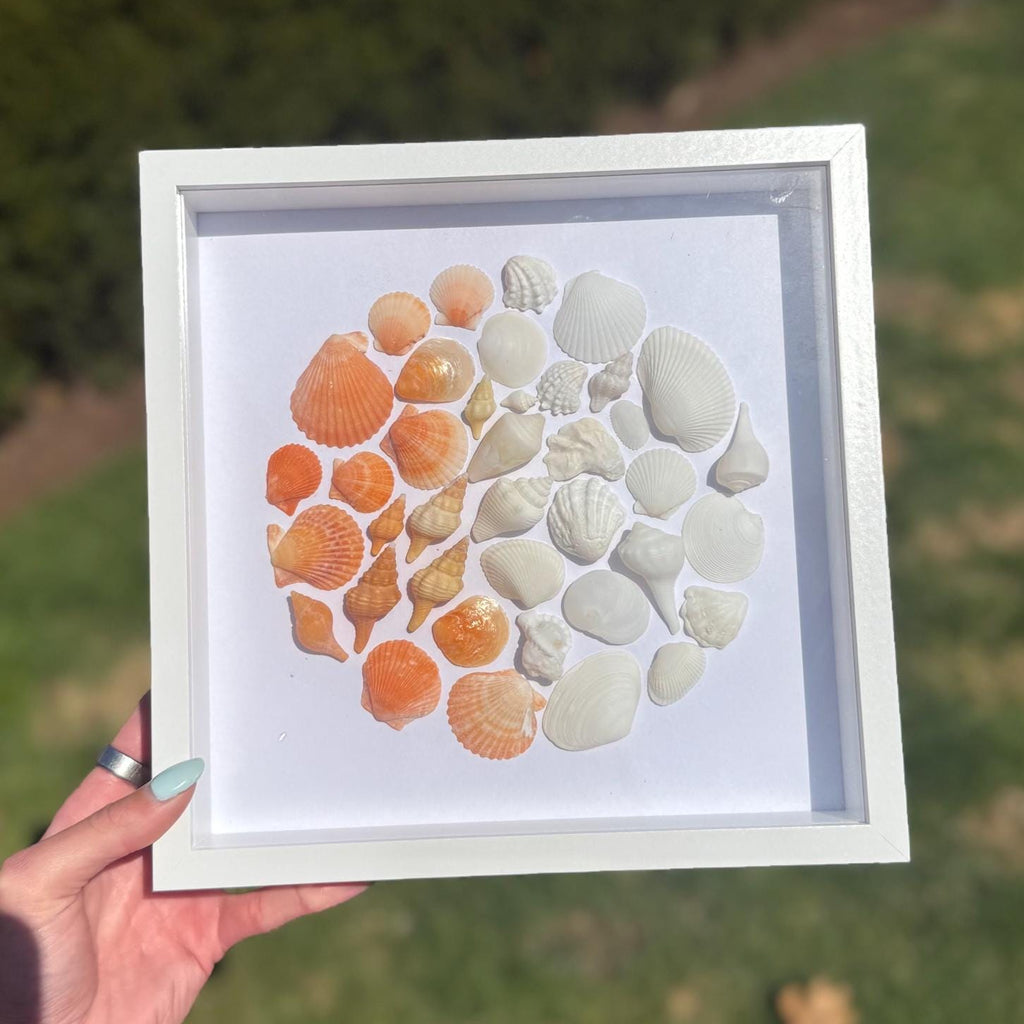 Framed display of various seashells fading from bright orange to white arranged in a circular pattern in a all white shadowbox with a grass background 