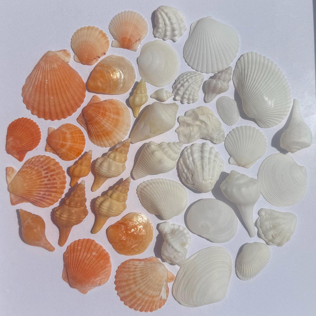 Framed display of various seashells fading from bright orange to white arranged in a circular pattern on a white background.