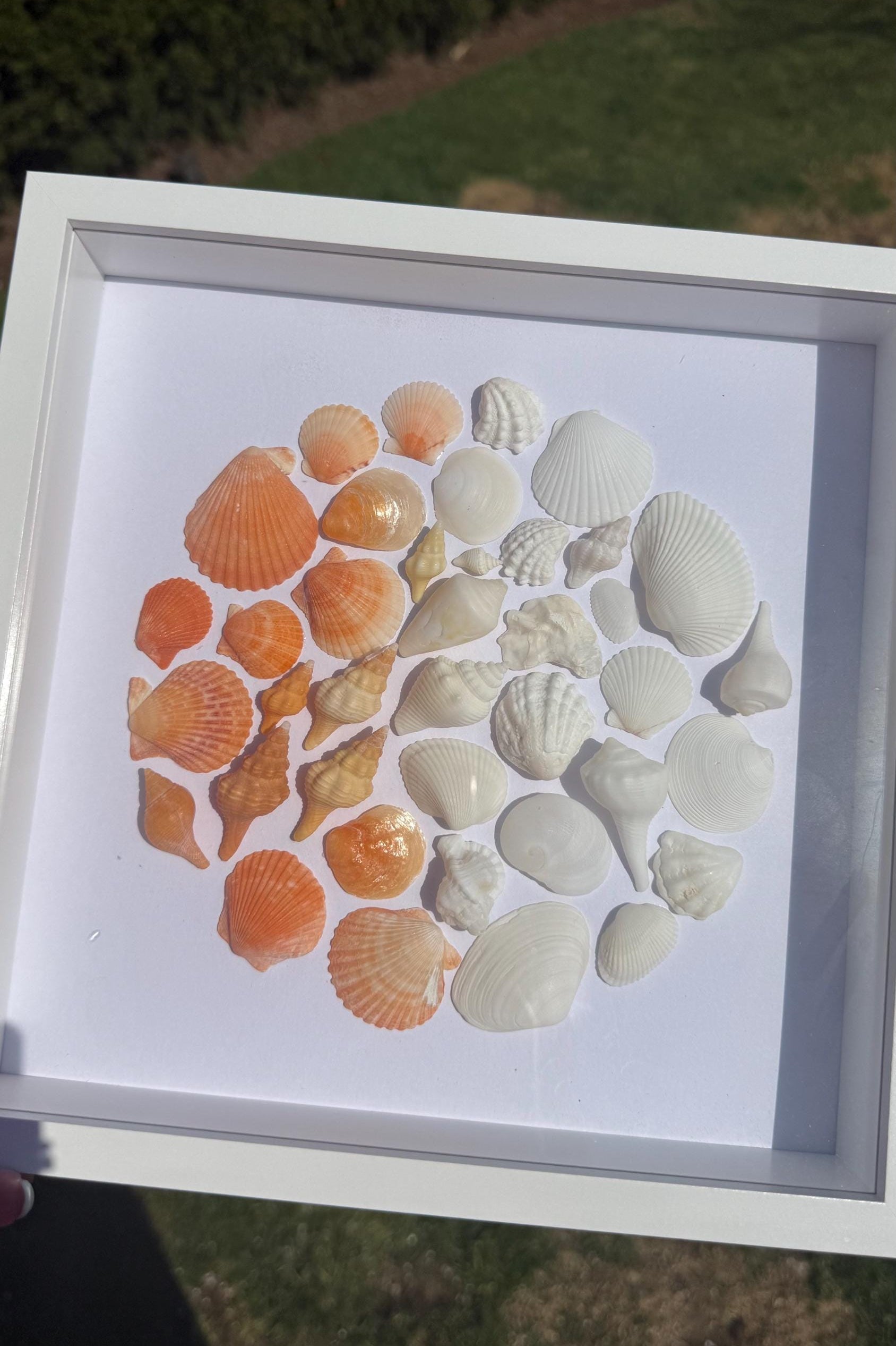 Framed display of various seashells fading from bright orange to white arranged in a circular pattern on a white background.