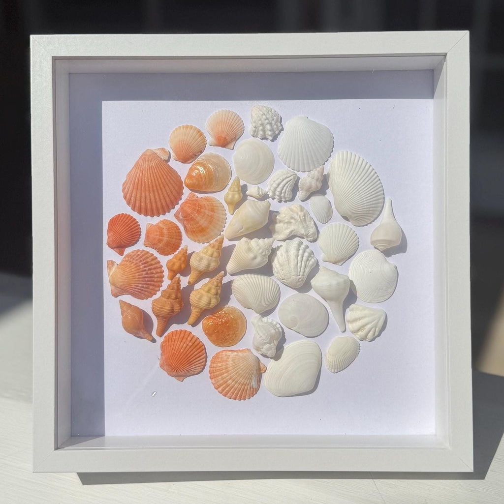 Framed display of various seashells fading from bright orange to white arranged in a circular pattern on a white background.