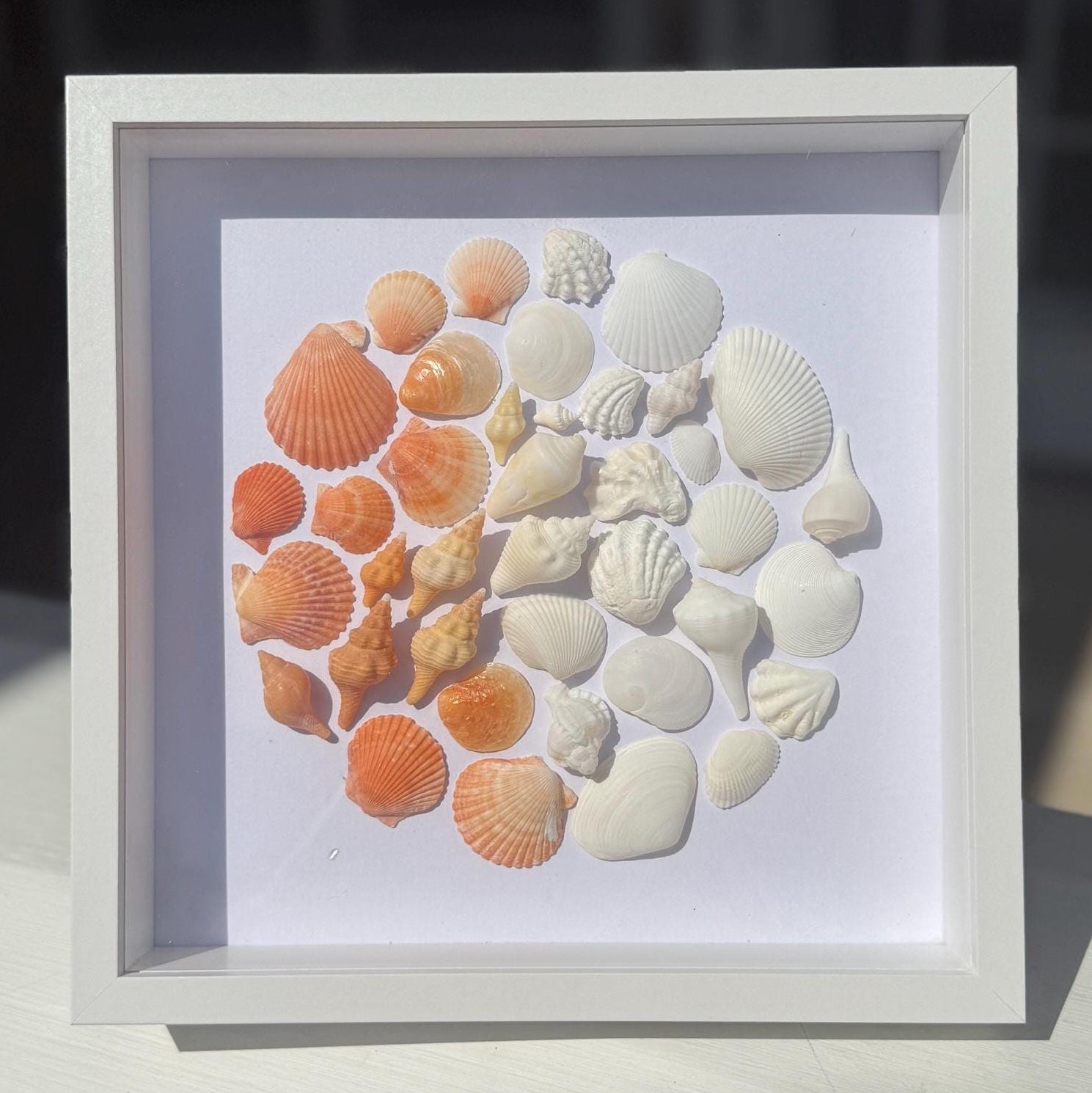 Framed display of various seashells fading from bright orange to white arranged in a circular pattern on a white background.