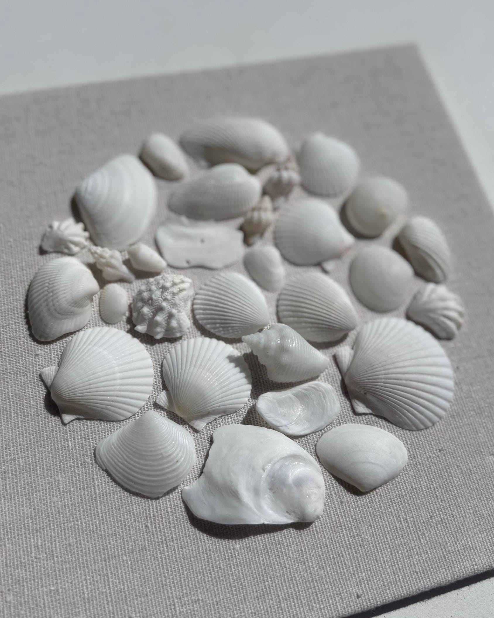 White Seashell Mosaic 9x9 – Sanibel Shell Shop™