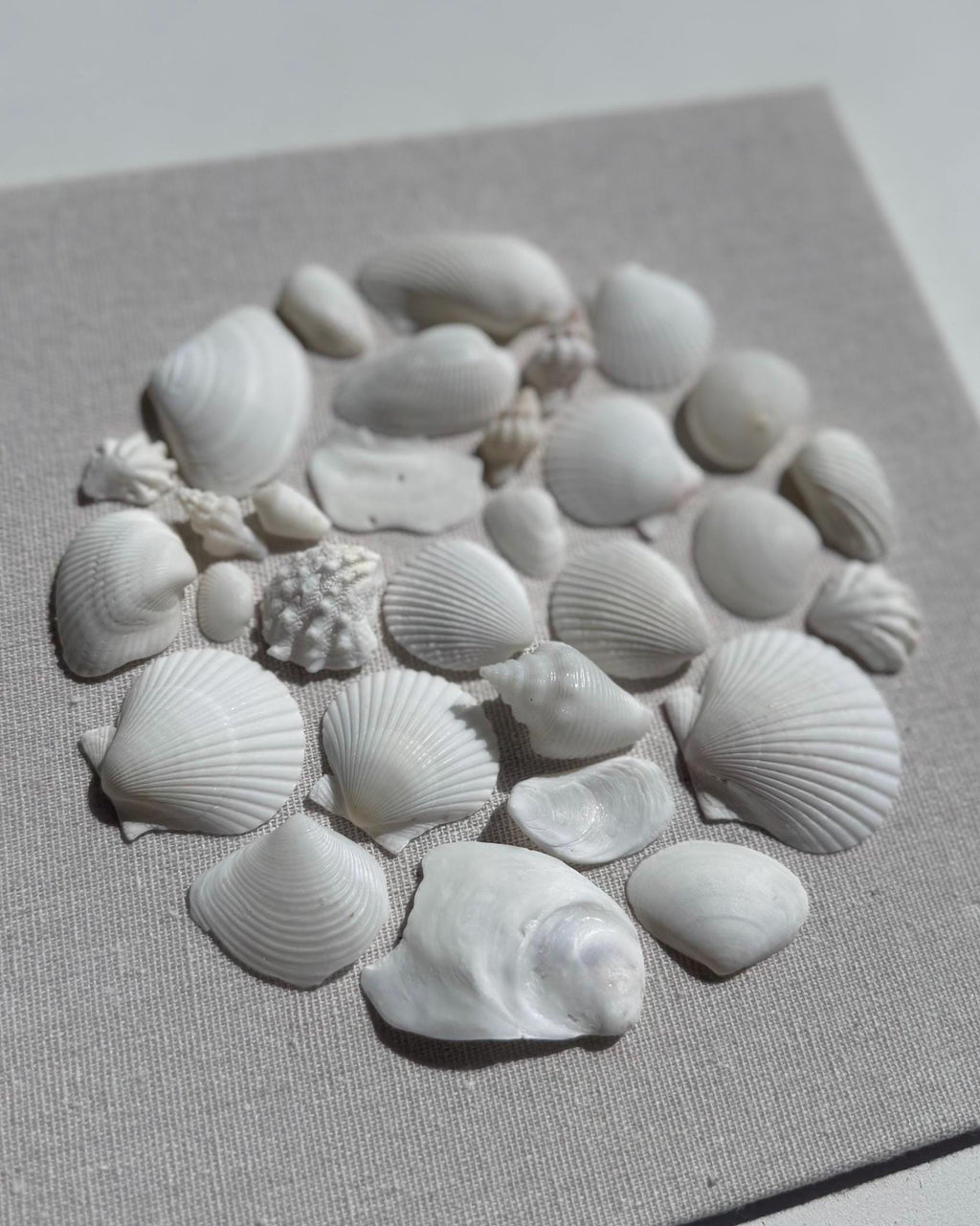 White Seashell Mosaic 9x9